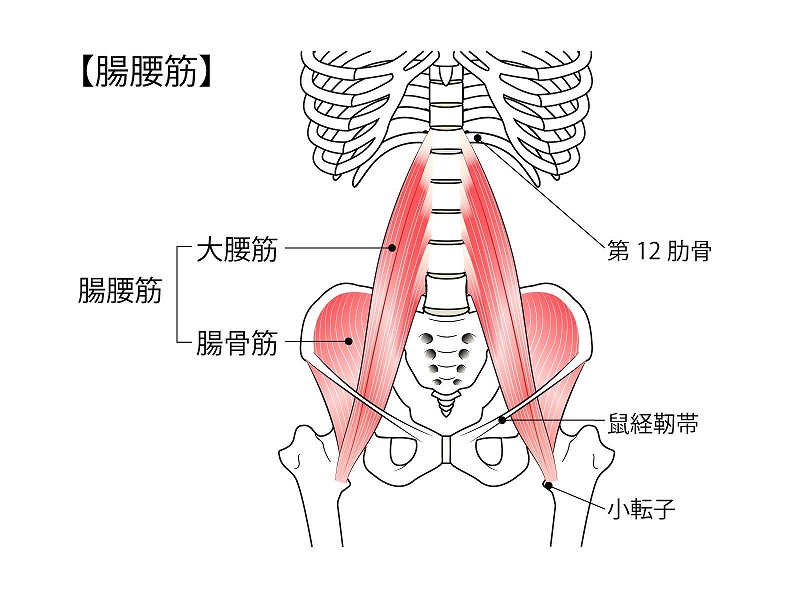 筋肉や腱のトラブル画像
